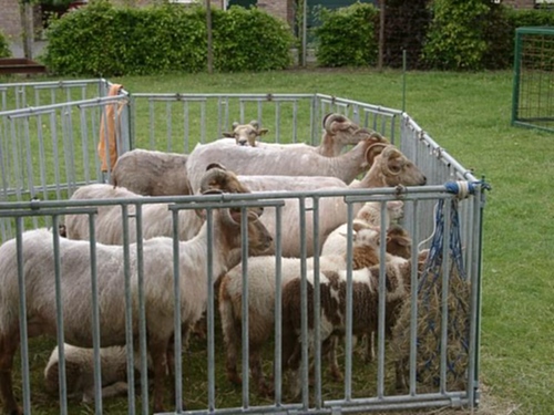 Afbeeldingsresultaat voor schapen in een pen